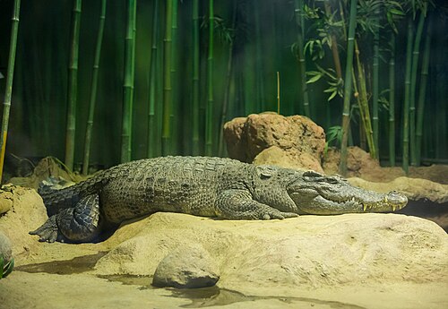 Crocodylus siamensis
